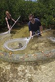 Biologist catching a lemon shark in mangrove Bahamas ; Tristan Guttridge marine biologist from the Bimini Biological Field Station, working in the mangroves to net a young Lemon Shark to be measured