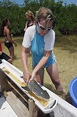 Biologist measuring a lemon shark in mangrove Bahamas ; marine biologist from the Bimini Biological Field Station,