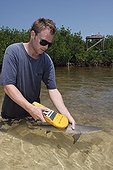 Biologist scanning a lemon shark in mangrove Bahamas ; Tristan Guttridge marine biologist from the Bimini Biological Field Station, uses PIT tag reader to scan baby Lemon Shark captured in mangroves. 