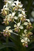 Orchid ; VANDA LAMELLATA REMEDIOSAE