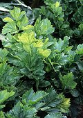 Celery in a kitchen garden