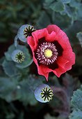 Opium poppy in bloom in a garden