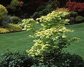 Japanese maple in a garden