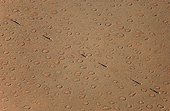 'Fairy circles' in the desert Namibia NamibRand NR ; The so-called 'Fairy Circles' are circular patches without any vegetation which according to recent scientific studies are caused by the Harvester Termite