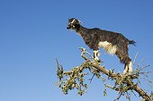 Goat in a Argan tree Anti-Atlas Morocco 