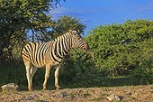 Burchell's Zebra spitting earth Etosha Namibia