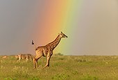 Giraffe running and rainbow Etosha Namibia 