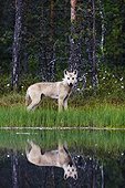 Gray Wolf beside water Finland
