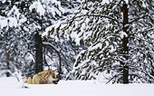 Gray Wolf snarling in snow Finland