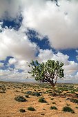 Roostertree in the Sahara Morocco