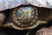 Portrait of Mediterranean Turtle Morocco 