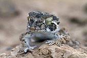 Portrait of Common Wall Gecko on rock Sahara Morocco 