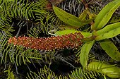 Nepenthes Pitcher flower Mount Koghi New Caledonia 