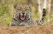 Male leopard snarlingTimbavati South Africa 
