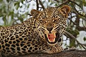 Male leopard snarlingTimbavati South Africa 