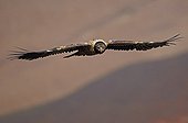 Lammergeier  in flight Giants Castle Reserve South Africa