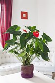 Anthurium in bloom in a living room