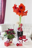 Amaryllis in bloom and Christmas decoration in a living room