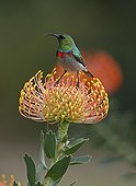 Southern Double-collared Sunbird on Protea flower Cape Town