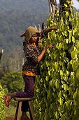 Seperation Pepper Pepper field Kampot Cambodia  ; Cardamom Mountains 
