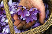 Quercy saffron harvest Midi-Pyrenees France 