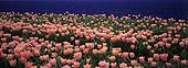 Tulip field in bloom