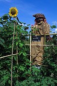 Scarecrow and sunflower in a garden