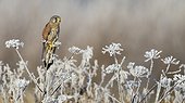 Male Kestrel perched on frosted Wild Parsley in winter GB