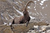 Ibex lying on a rock Ecrins Alps France 
