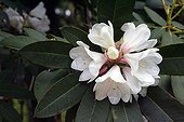 Rhododendron 'Iceberg' in bloom in a garden