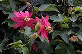 Passionflower 'Coral Glow' in bloom in a garden