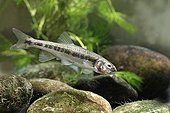 Minnow in river water Midlands UK