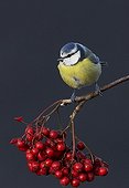 Blue Tit  on a branch and berries Utö Finland 