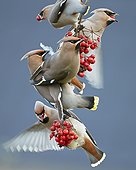 Bohemian Waxwings eating berries Utö Finland