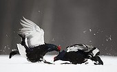Black grouses male fighting in snow Kuusamo Finland