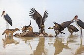 Jackals and Vulturs on a kudu carcass Etosha Pan Namibia 