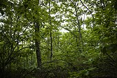 Durmast Oak Forest PNR Luberon France 