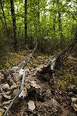 Durmast Oak Forest PNR Luberon France 