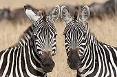 Portrait of Burchell's Zebras Serengeti NP Tanzania