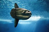 Ocean sunfish - California