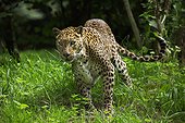 Sri Lankan Leopard - Asia