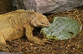 Land Iguana - Ecuador