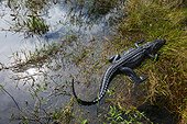 American alligator in the Everglades NP Florida USA 