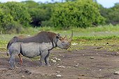 Black rhinoceros in heat PN Etosha in Namibia