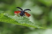 Leaf Beetle on leaf deployant its wings to fly France