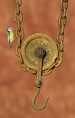 Blue tit perched on a pulley in autumn GB
