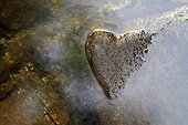 Heart formed by the water level of a river stone France