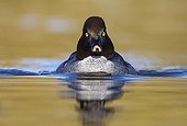 Female Goldeneye swimming in autumn GB