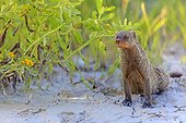 Banded Mongoose in mud Etosha Namibia
