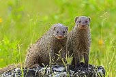 Banded Mongooses on rock Etosha Namibia